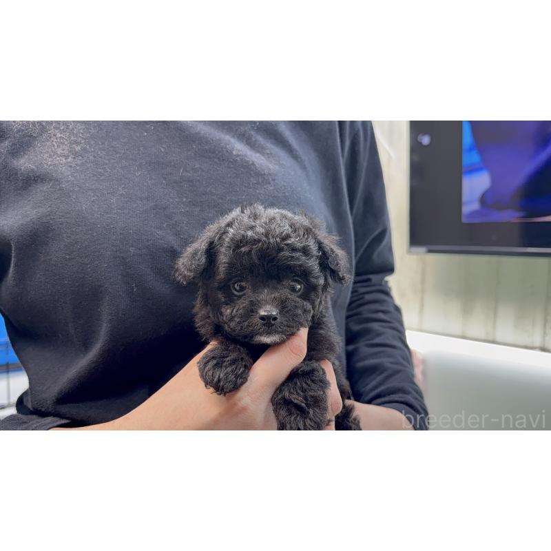 販売中の東京都のポメプー:ポメラニアン×トイプードル-444455の2枚目