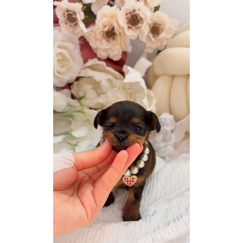 販売中の大阪府のチワプー:チワワ×トイプードル-439400の14枚目