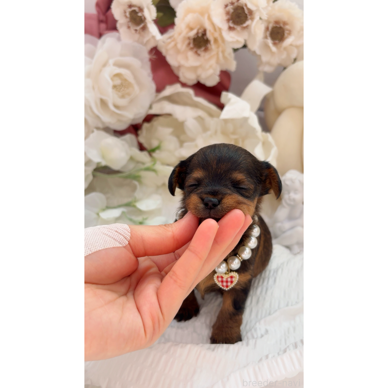 販売中の大阪府のチワプー:チワワ×トイプードル-439400の12枚目