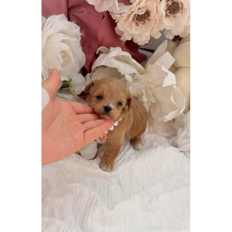 成約済の大阪府のチワプー:チワワ×トイプードル-439092の5枚目