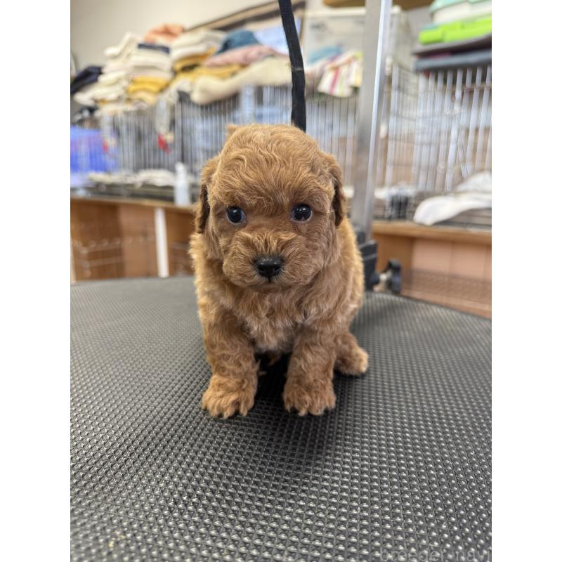 販売中の栃木県のタイニープードル-444459の9枚目