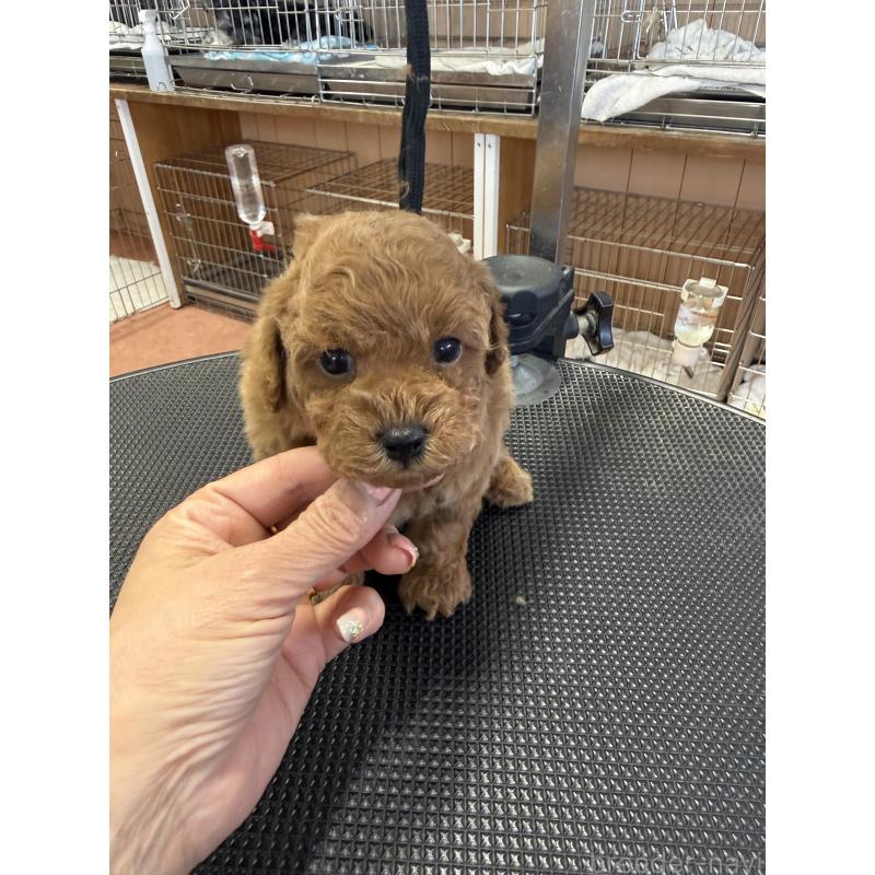 販売中の栃木県のタイニープードル-444459の8枚目