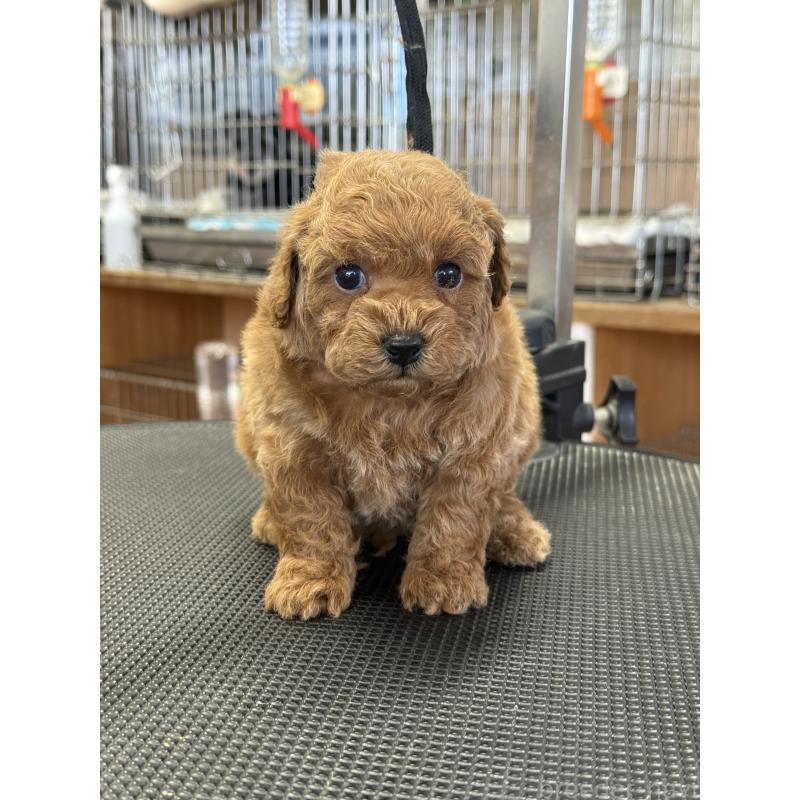 販売中の栃木県のタイニープードル-444459の7枚目