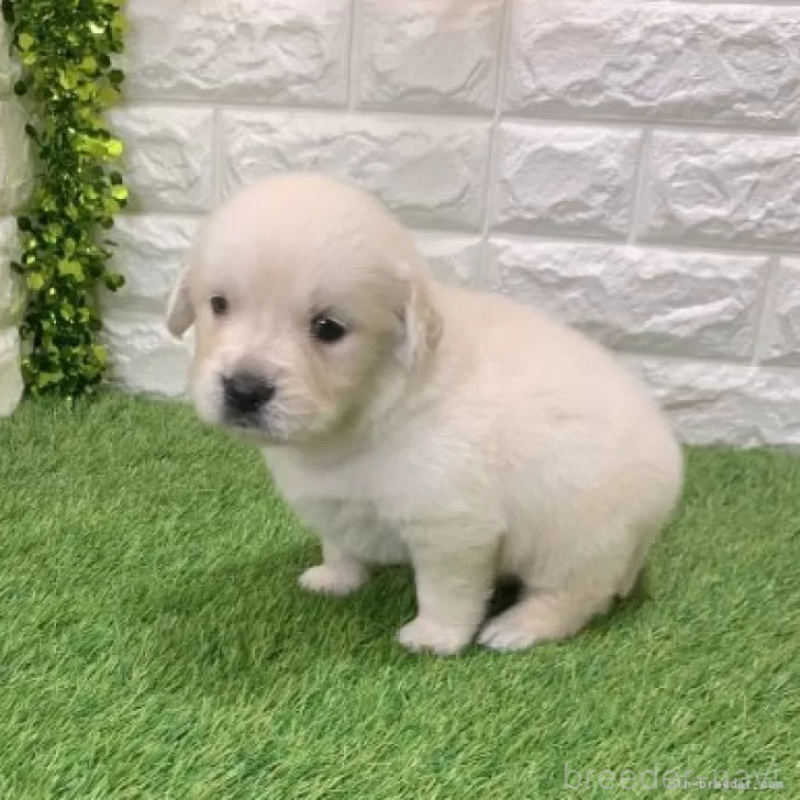 販売中の愛知県のゴールデンレトリーバー-444458の5枚目