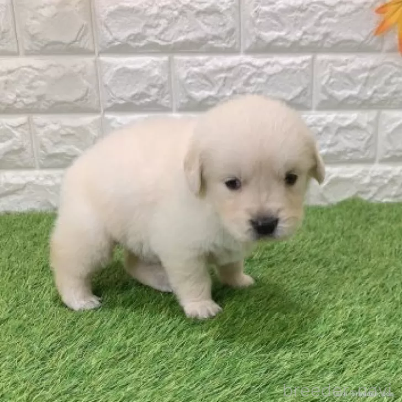 販売中の愛知県のゴールデンレトリーバー-444458の4枚目