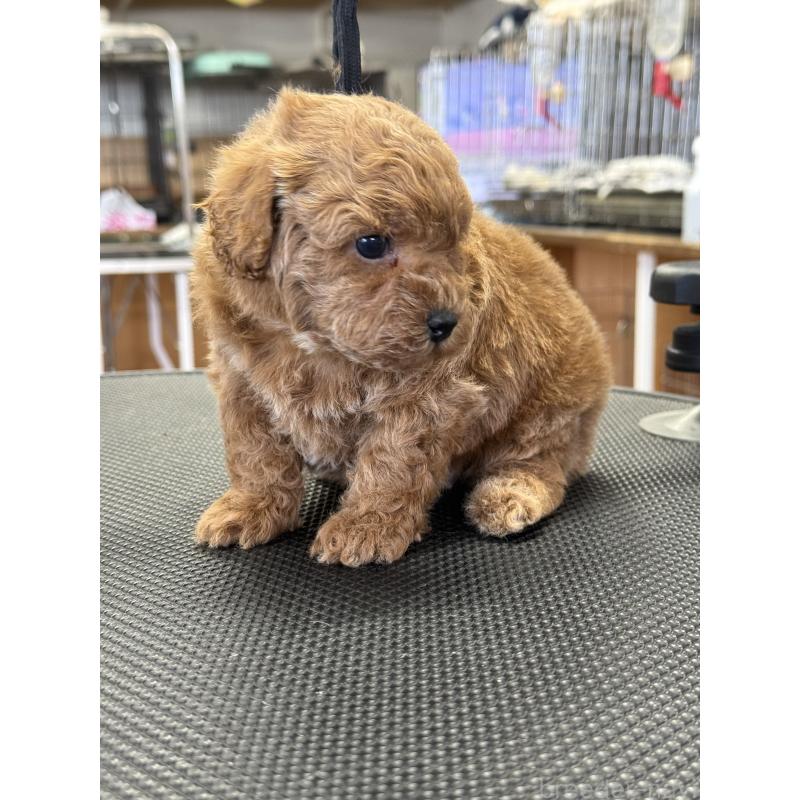 販売中の栃木県のタイニープードル-444459の6枚目