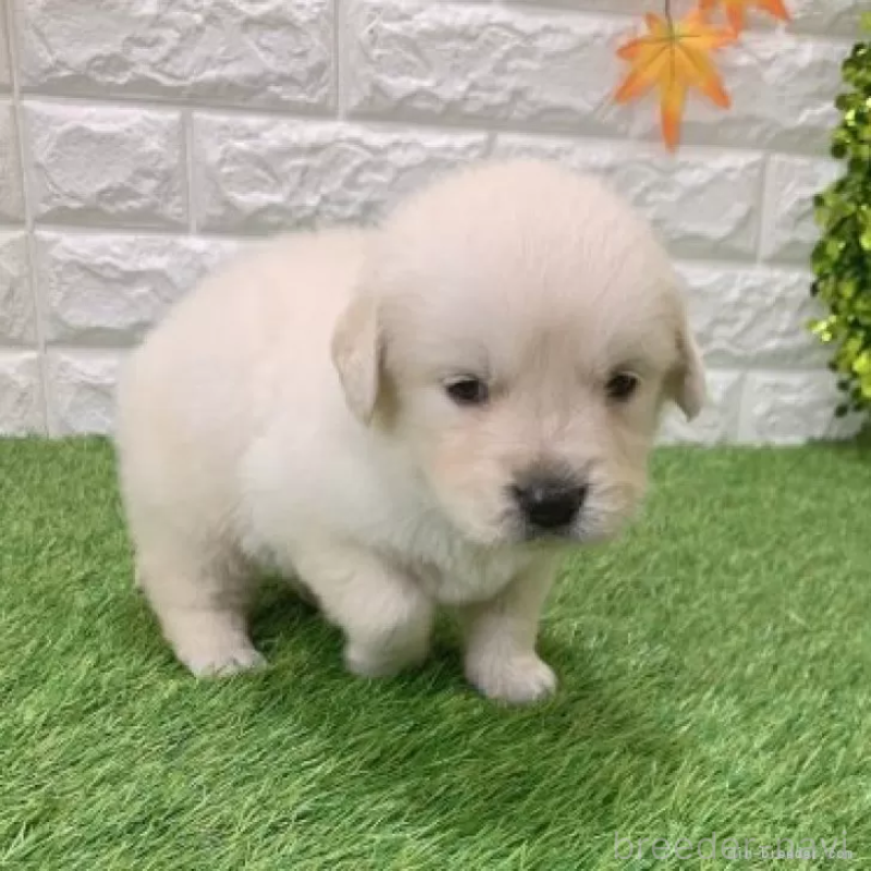 販売中の愛知県のゴールデンレトリーバー-444458の3枚目