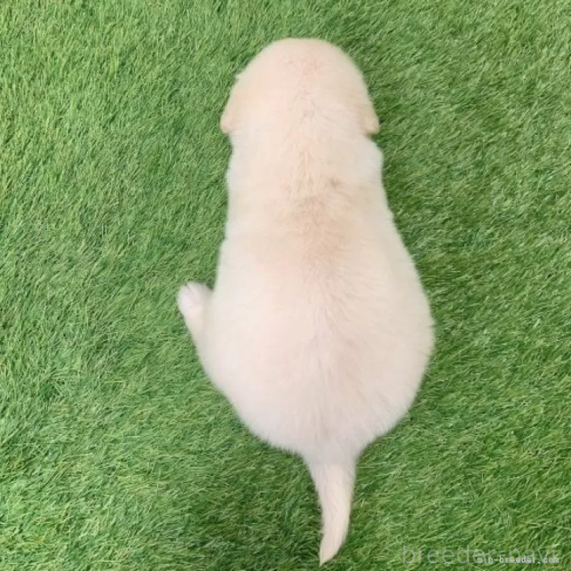 販売中の愛知県のゴールデンレトリーバー-444458の2枚目