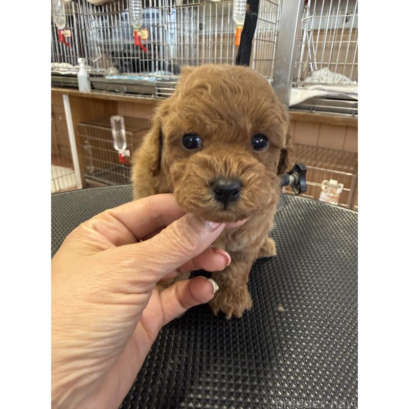 販売中の栃木県のタイニープードル-444459の5枚目