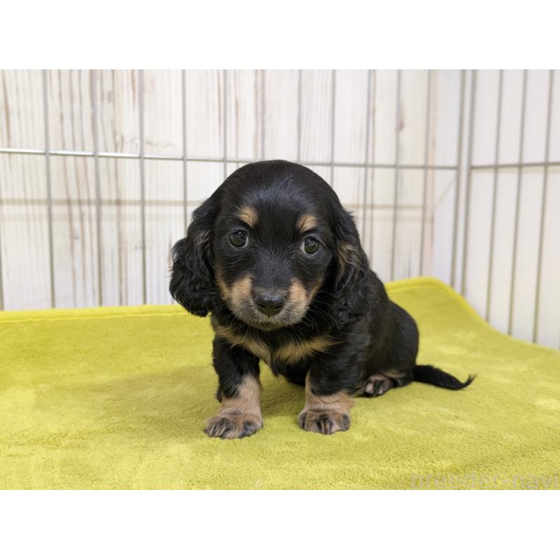 販売中の鹿児島県のカニンヘンダックスフンド(ロングヘアード)-444457の3枚目