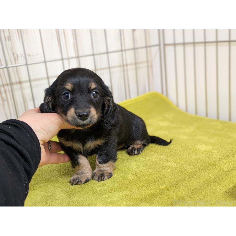 販売中の鹿児島県のカニンヘンダックスフンド(ロングヘアード)-444457の2枚目