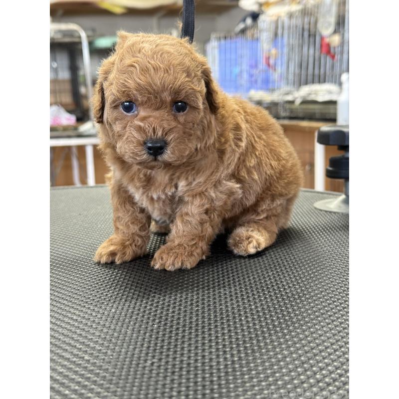 販売中の栃木県のタイニープードル-444459の3枚目