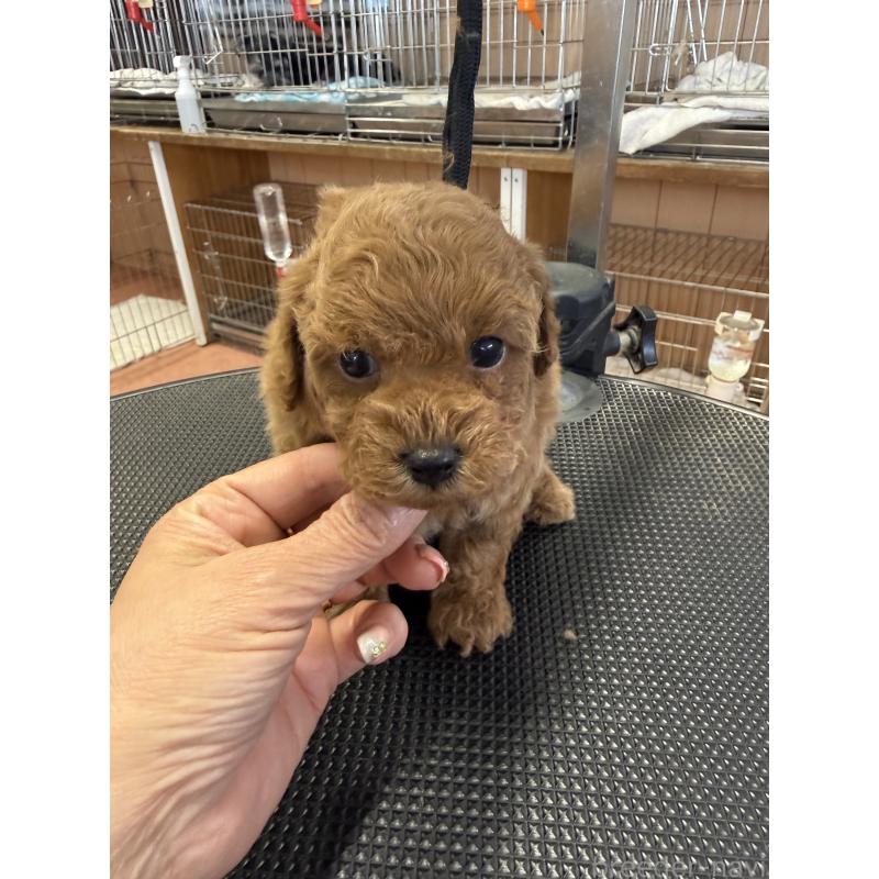 販売中の栃木県のタイニープードル-444459の2枚目