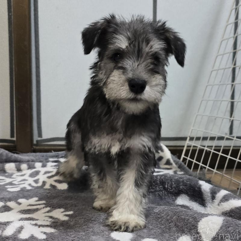 販売中の岡山県のミニチュアシュナウザー-436739