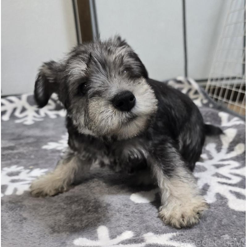 販売中の岡山県のミニチュアシュナウザー-436739の5枚目