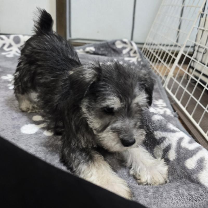 販売中の岡山県のミニチュアシュナウザー-436739の4枚目