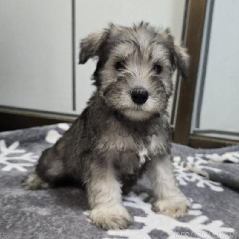 販売中の岡山県のミニチュアシュナウザー-436740