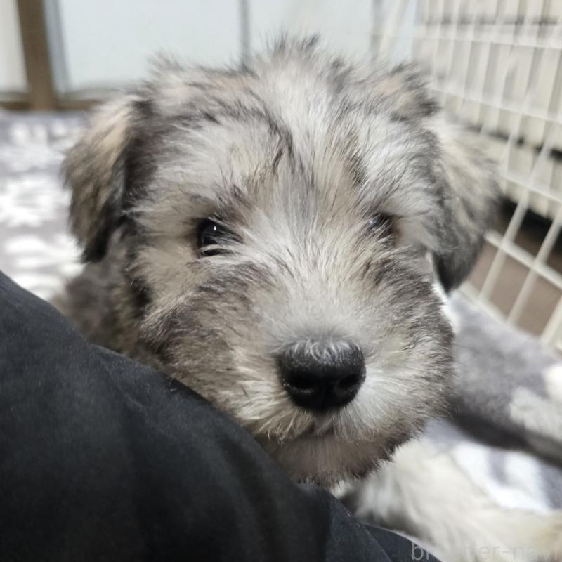 成約済の岡山県のミニチュアシュナウザー-436740の5枚目