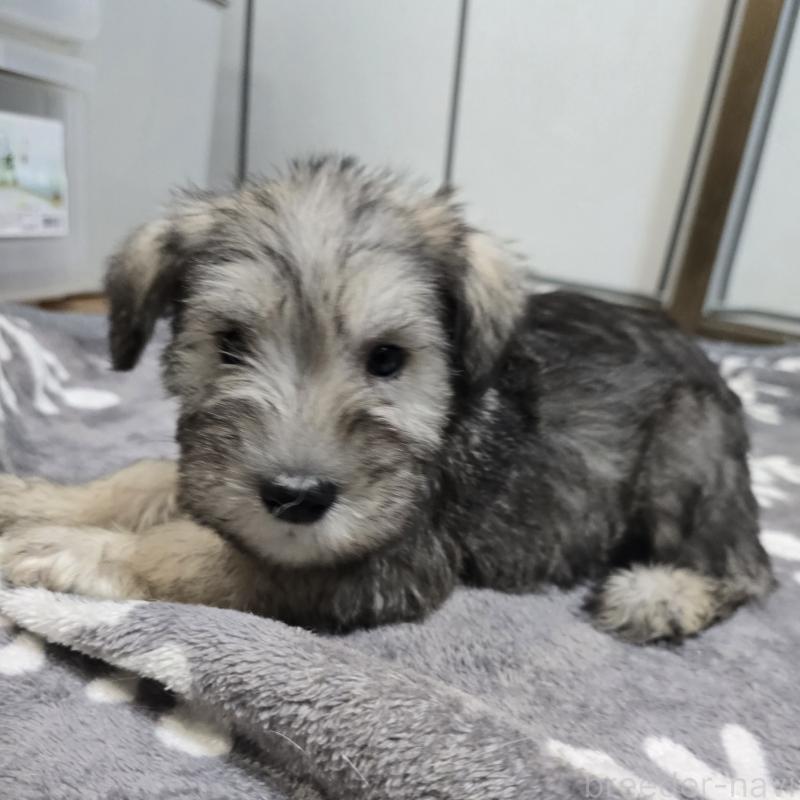 成約済の岡山県のミニチュアシュナウザー-436740の4枚目