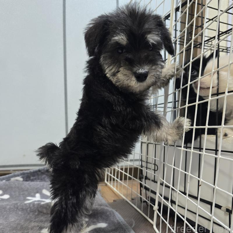 商談中の岡山県のミニチュアシュナウザー-436741の6枚目