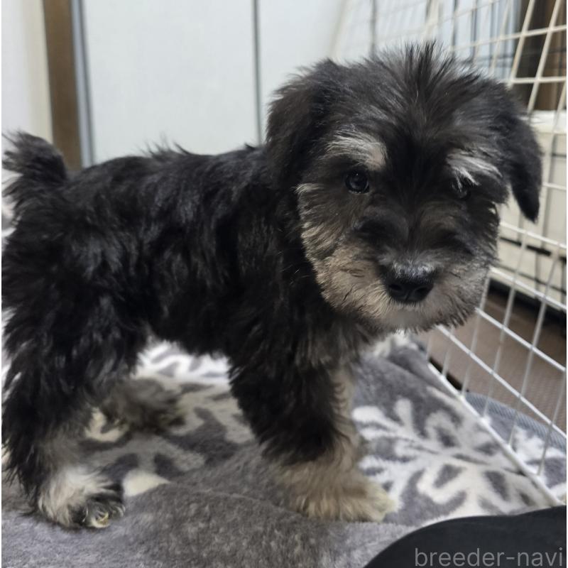 商談中の岡山県のミニチュアシュナウザー-436741の5枚目