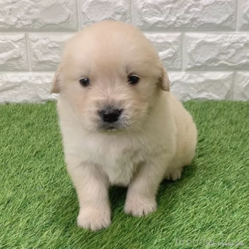 販売中の愛知県のゴールデンレトリーバー-444460の1枚目