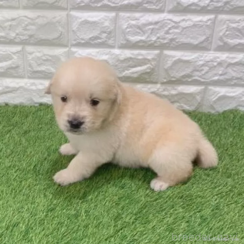 販売中の愛知県のゴールデンレトリーバー-444460の5枚目