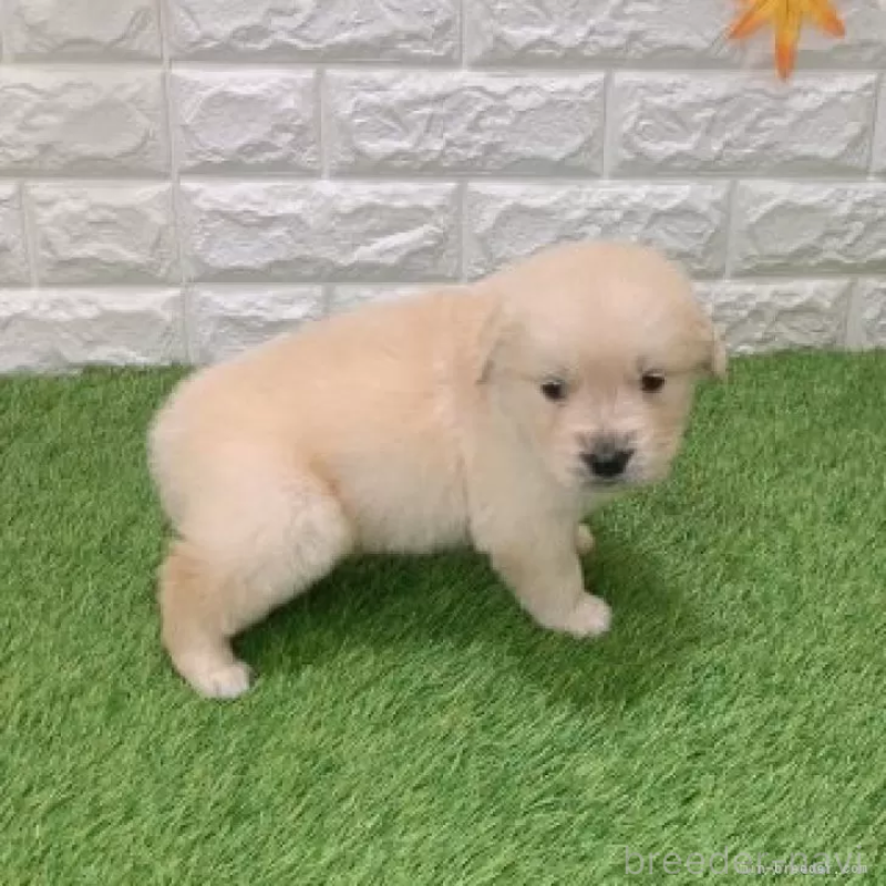 販売中の愛知県のゴールデンレトリーバー-444460の4枚目