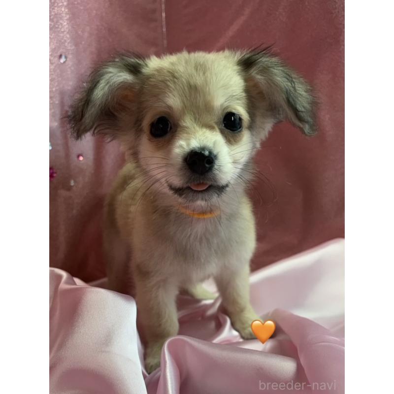 販売中の愛知県のチワックス:チワワ×ミニチュアダックスフンド-430807の6枚目