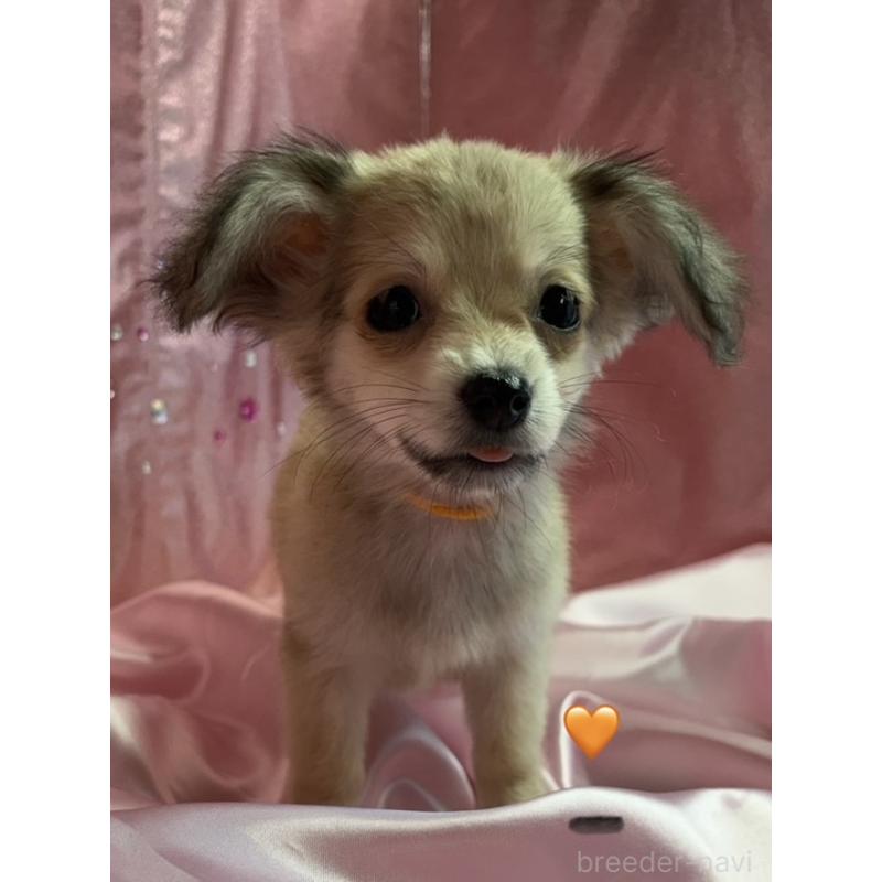 販売中の愛知県のチワックス:チワワ×ミニチュアダックスフンド-430807の5枚目