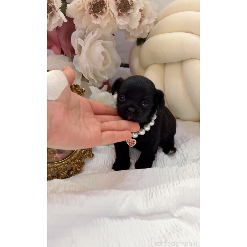 販売中の大阪府のチワプー:チワワ×トイプードル-439148の9枚目