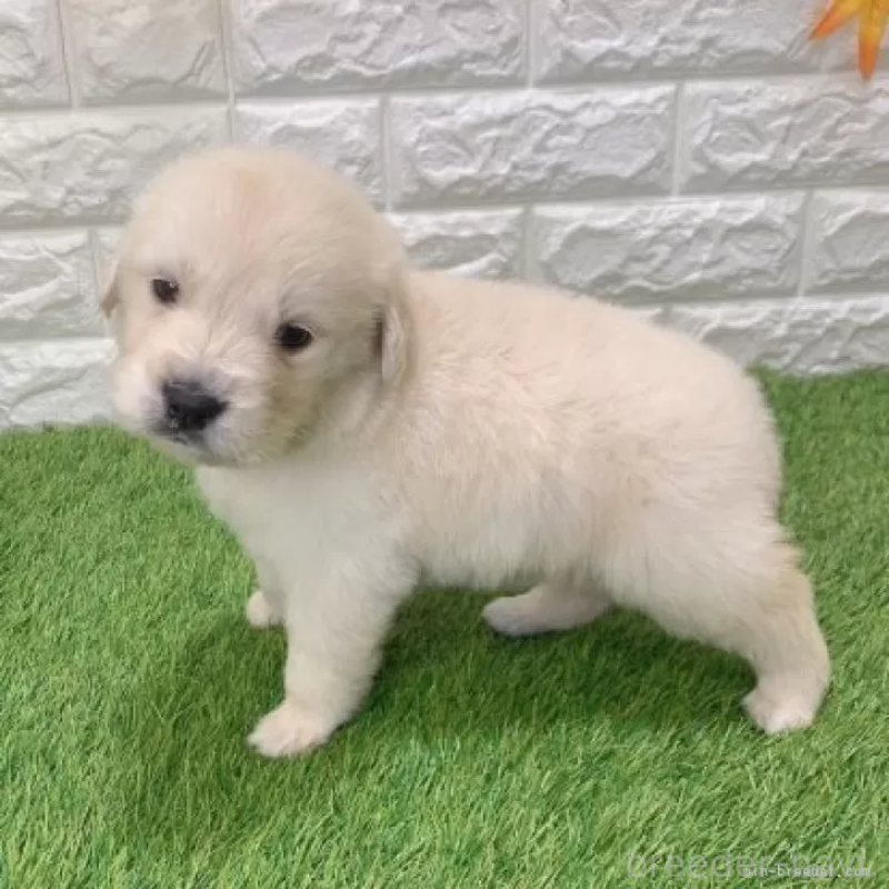 販売中の愛知県のゴールデンレトリーバー-444462の5枚目