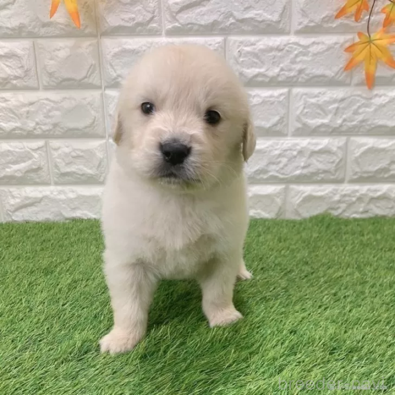 販売中の愛知県のゴールデンレトリーバー-444462の4枚目