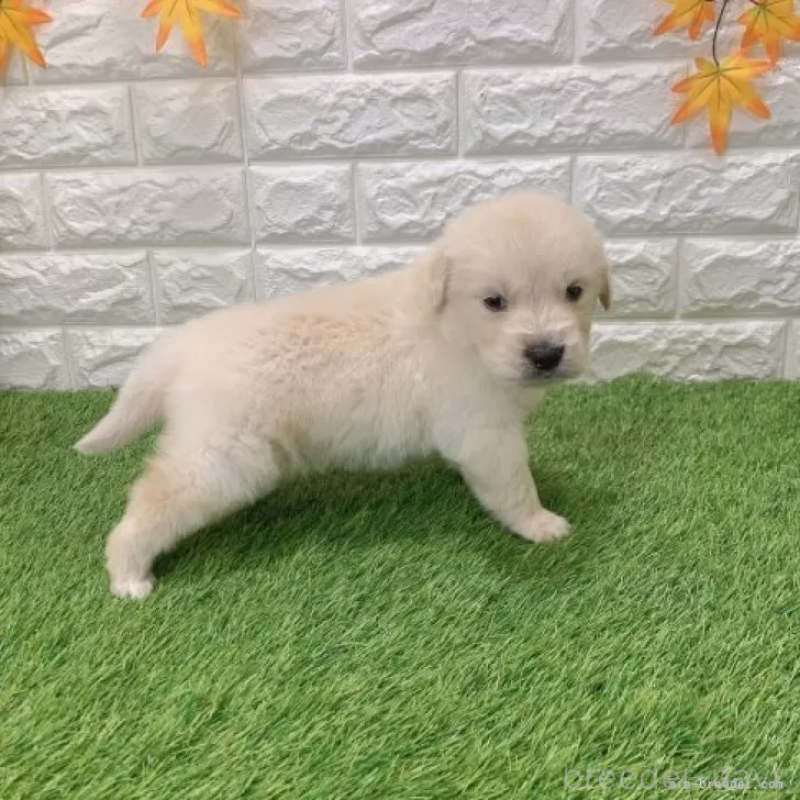 販売中の愛知県のゴールデンレトリーバー-444462の3枚目