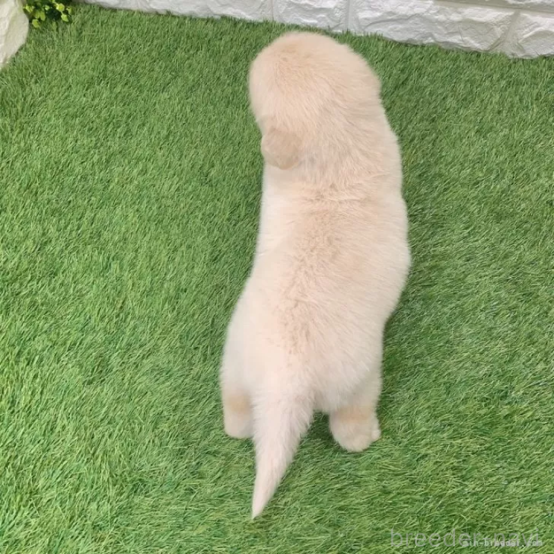 販売中の愛知県のゴールデンレトリーバー-444462の2枚目