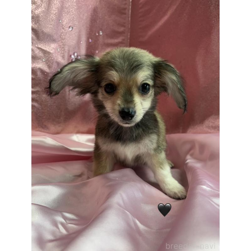 販売中の愛知県のチワックス:チワワ×ミニチュアダックスフンド-430981の11枚目