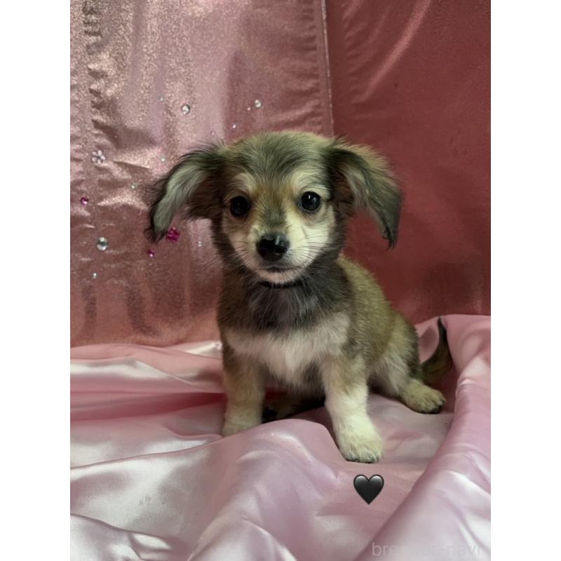 販売中の愛知県のチワックス:チワワ×ミニチュアダックスフンド-430981の10枚目