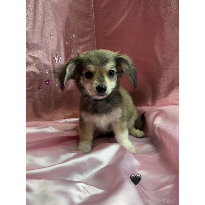 販売中の愛知県のチワックス:チワワ×ミニチュアダックスフンド-430981の9枚目