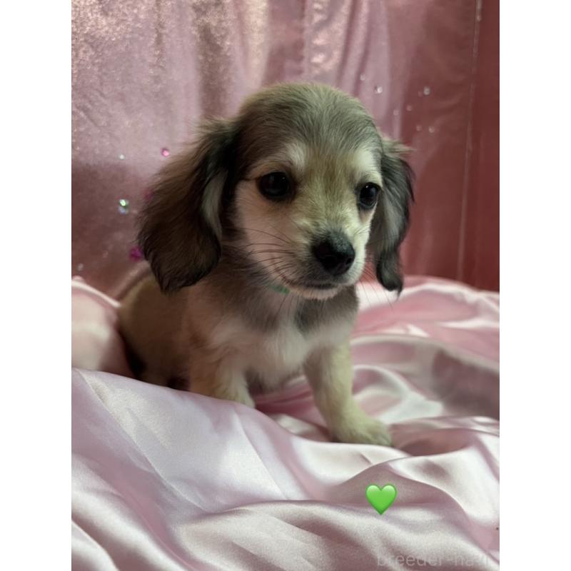 成約済の愛知県のチワックス:チワワ×ミニチュアダックスフンド-430979