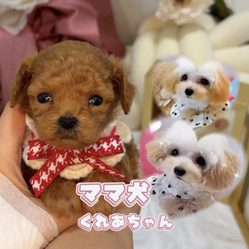 販売中の大阪府のティーカッププードル-437962