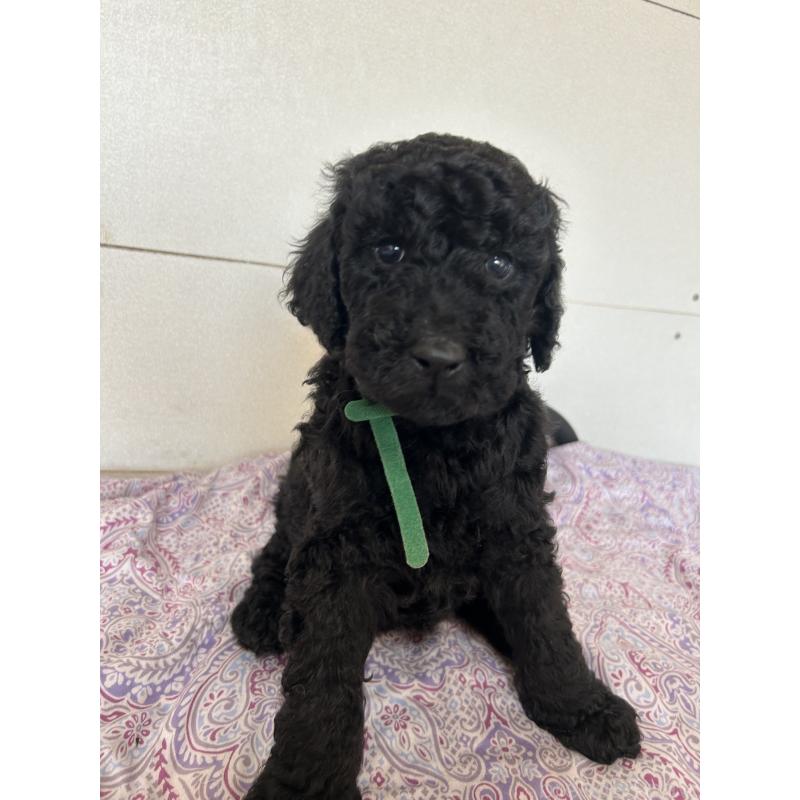 販売中の愛知県のスタンダードプードル-444463の6枚目