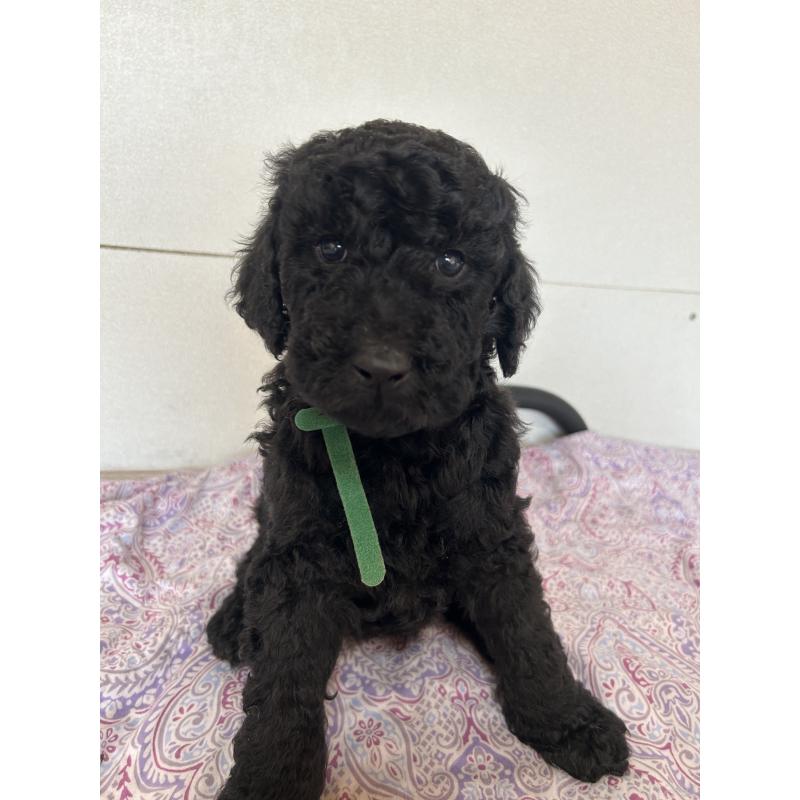 販売中の愛知県のスタンダードプードル-444463の5枚目