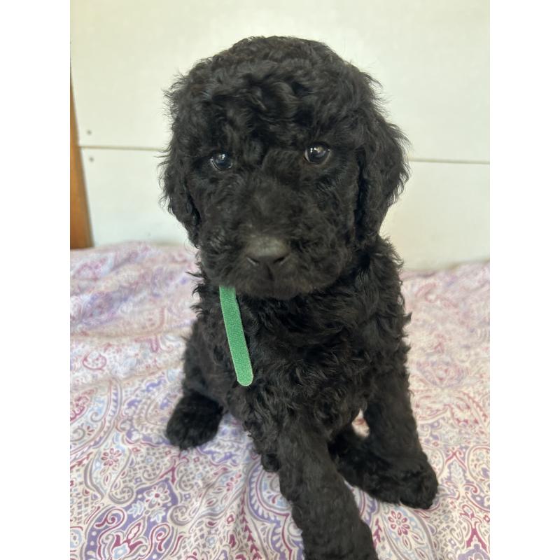 販売中の愛知県のスタンダードプードル-444463の3枚目
