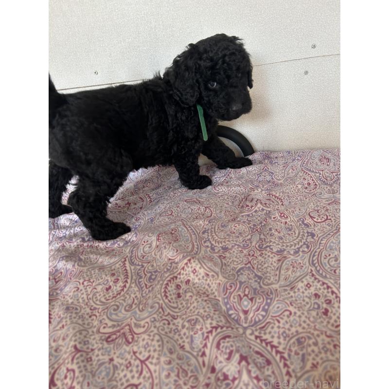 販売中の愛知県のスタンダードプードル-444463の2枚目