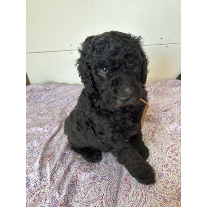 販売中の愛知県のスタンダードプードル-444464の1枚目