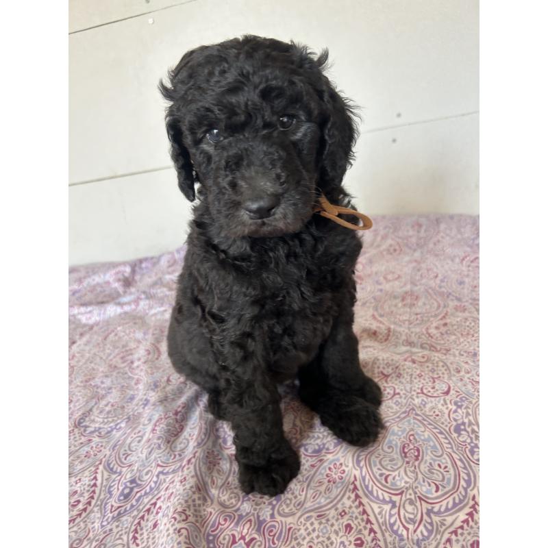 販売中の愛知県のスタンダードプードル-444464の6枚目