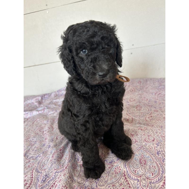 販売中の愛知県のスタンダードプードル-444464の5枚目