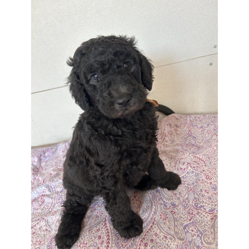 販売中の愛知県のスタンダードプードル-444464の3枚目