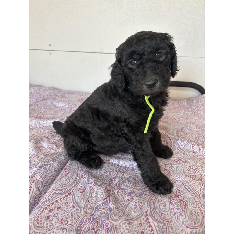 販売中の愛知県のスタンダードプードル-444465の1枚目