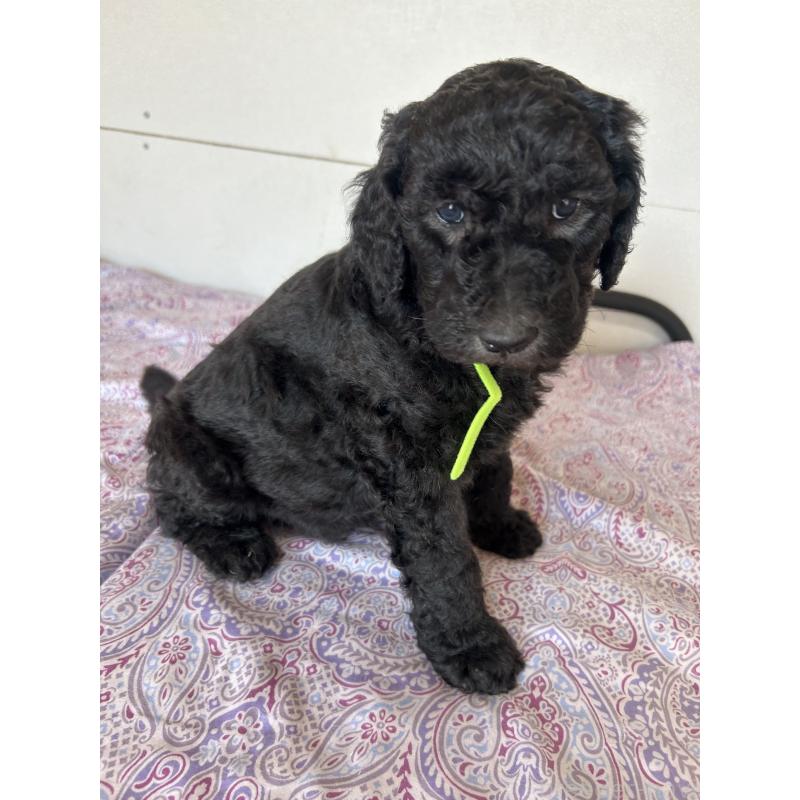 販売中の愛知県のスタンダードプードル-444465の6枚目